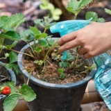 Uputstvo za upotrebu magnezijum sulfata ili magnezijum sulfata